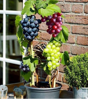 Grow Quality Grapes From Seeds In Containers: The Ultimate Guide With 5 Simple Steps