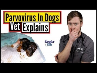 Is Your Dog At Risk? Essential Parvo Prevention Tips!