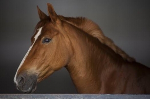 10 Interesting Facts About Horses