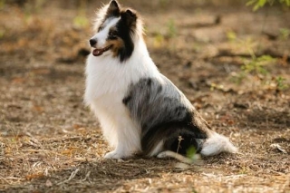 THE COLLIE DOG