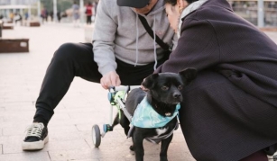 Miracle On Wheels: Paraplegic Dog's New Life