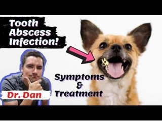 Dog With A Bad Tooth? Save Your Pooch's Smile!