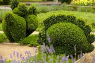 The Beginners Guide To Mastering Basic Topiary Shapes