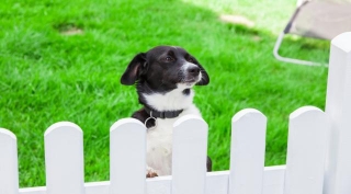 What Is The Best White Picket Fence For Small Dogs?
