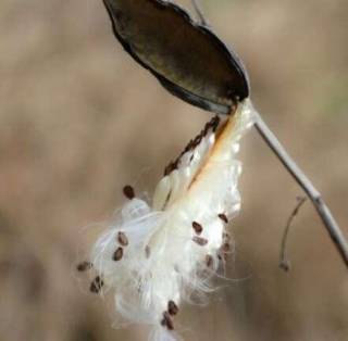 Milkweed For Hunting - Does It Work And How?