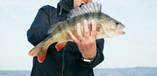 From Length To Weight: How Big Is A 2 Pound Bass?