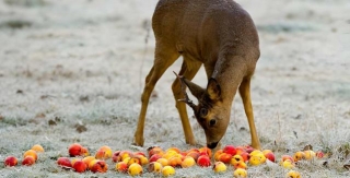 Do Deer Eat Oranges? Or What Can Deer Eat?