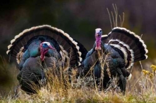 Detailed Guide To Plan Your Wyoming Turkey Hunting