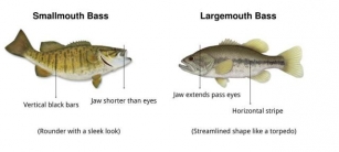 Largemouth Vs Smallmouth Bass - What Are The Differences?