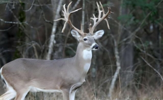 Understanding: What Is A Drop Tine Deer?