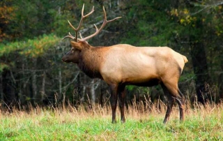Roosevelt Elk Vs Rocky Mountain Elk: A Hunter's Guide