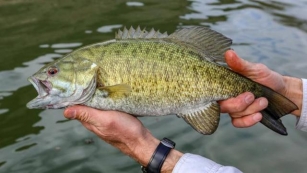 Do Smallmouth Bass Have Red Eyes? Quick Answer