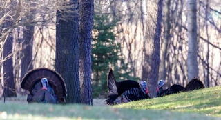 Spring Turkey Seasons Dates&Limits By States In 2024