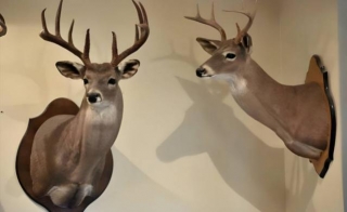 How Much Is The Cost To Mount A Deer Head?