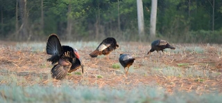 Pro Tips: The Best Time To Turkey Hunt