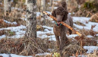 Everything You Need To Know About Poodle Hunting Dog