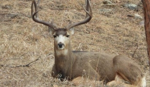 A Comprehensive Guide To Colorado Mule Deer Hunting