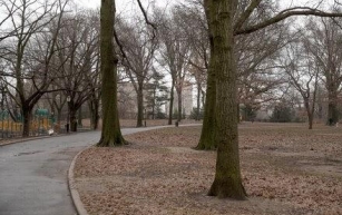 In Brooklyn, a Fight Over Paving Parkland for Skateboarding