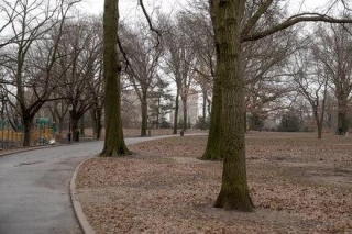 In Brooklyn, A Fight Over Paving Parkland For Skateboarding