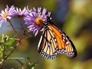 Turn Your Garden Into A Butterfly Oasis With Hardscapes, Water Elements, And Flowers