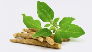 5 Herbs That Increase Testosterone Naturally