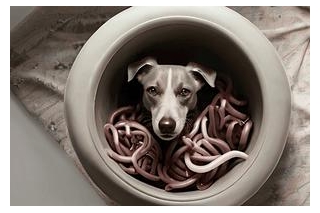 Heartworm Disease In Dogs-dogwithsickness