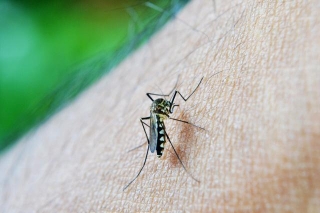 Singapore Affronta Un Aumento Dei Casi Di Dengue Nel Primo Trimestre Del 2024
