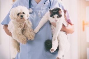 Planos De Saúde Para Animais Domésticos: Um Novo Benefício Para Trabalhadores?