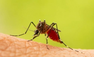 Nak Elak Selalu Kena Gigit Nyamuk? Kajian Cadangkan Tukar Jenis Sabun Mandi