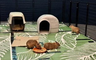 Visit the NEW Capybara Chillout at Clearwater Marine Aquarium!
