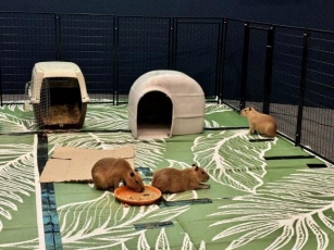 Visit The NEW Capybara Chillout At Clearwater Marine Aquarium!