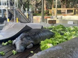 ZooTampa’s Manatee Hat Trick: Rescue, Rehab, Release 