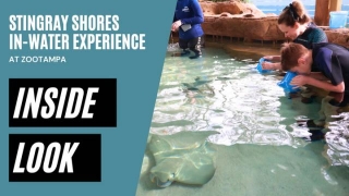 INSIDE LOOK: Incredible NEW Stingray Shores In-Water Animal Encounter At ZooTampa