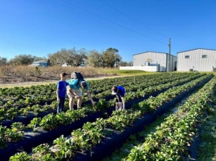Where To Pick Strawberries In Tampa Bay