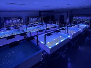 Coral Rescue: A Look Inside The Florida Aquarium’s Expanded Coral Conservation & Research Center