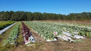 U-Pick Farms In Tampa Bay: Where To Pick Strawberries And Veggies Now!