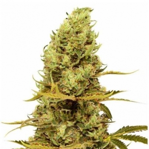 Cannabis Analysis For Acapulco Gold.