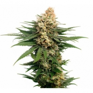 Top 10 High Yielding Cannabis Strains.