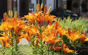 Unveiling the Mystique of Summer Lilies: True Beauties and Their Impostors