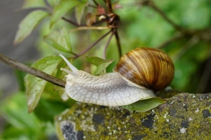 Roman Snail In The Garden: Adversary Or Ally? Facts, Myths And Sustainable Solutions