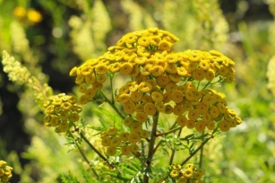 Golden Buttons, Green Shield: Using Tansy For Natural Garden Protection