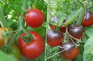Understanding Tomato Cracking: Causes, Prevention, And Edibility