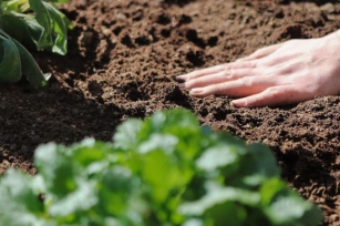 A Gardener’s Guide To Soil: Discover The Best Types For Your Garden