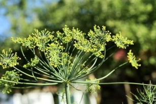 Discover The Delight Of Dill: An Essential Guide For Gardeners