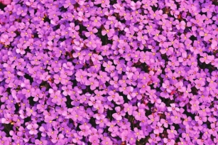 Cushion Flowers: Nature’s Soft Spot In Your Garden