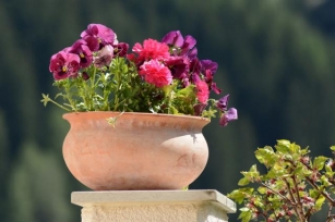 Summer Survival Guide: 9 Tips To Keep Your Potted Plants Happy And Healthy