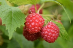 Turning Garden-Grown Raspberries Into Delicious Jam: Easy Recipe And Flavorful Tips!