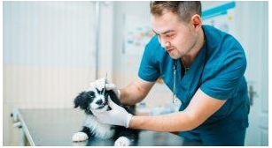 How To Become A Veterinary Nurse In The UK?