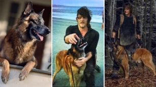 Norman Reedus Mourns Loss Of His Canine Costar From ‘The Walking Dead’