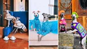 Meet Kala The Iggy, Protégé To Canine Fashion Icon Tika The Iggy